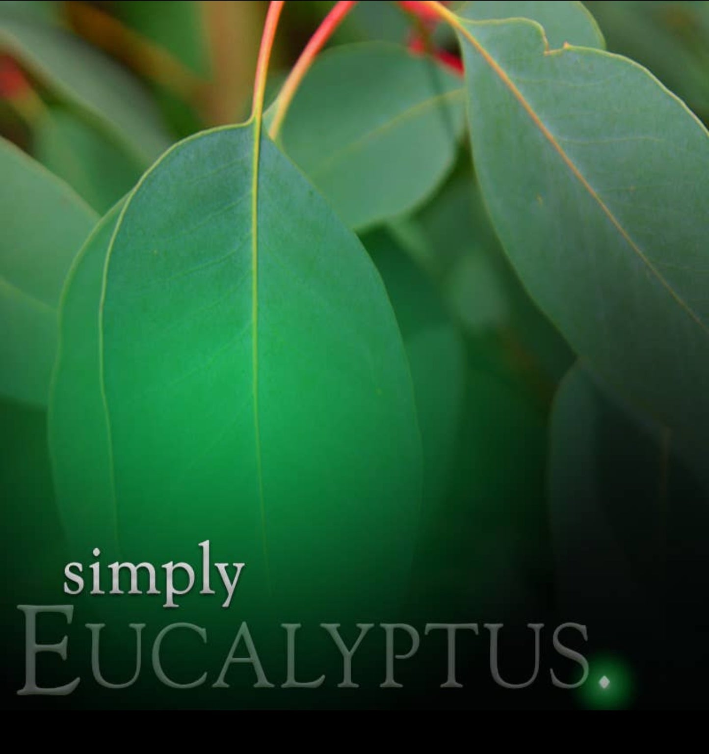 Eucalyptus Soy Jar Candle